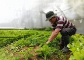 Un agricultor hace labores en su cultivo.