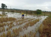 Un cultivo de arroz en Salitre que está inundado por las lluvias de junio de 2026