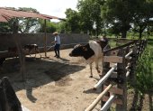 Las zonas ganaderas de la cuenca baja del Guayas se preparan para un escenario de inundaciones asociado a El Niño.
