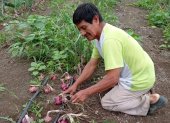 En fincas de la costa ecuatoriana, algunos productores llevan décadas aplicando bioinsumos a base de microorganismos en cultivos.