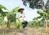 Colimes. Ingeniero agrónomo apuesta por un sistema agroforestal de cacao y plátano sobre un suelo antes destinado a la ganadería, un modelo acorde a las exigencias de la EUDR.