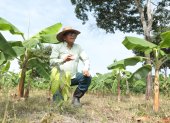 Colimes. Ingeniero agrónomo apuesta por un sistema agroforestal de cacao y plátano sobre un suelo antes destinado a la ganadería, un modelo acorde a las exigencias de la EUDR.