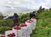 Agricultores ya cosechan la variedad de papa INIAP-Cañari en Azuay, Cañar y Loja.