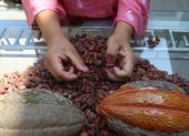 Entre los productos agrícolas ofertados en el catálogo "Del Productor a Tus Manos" está el cacao.