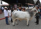 Exhibición de ejemplares de ganado durante la inauguración de la AgroExpo 2026