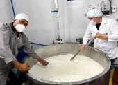 La preparación de un queso gouda de 120 kilogramos.