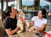 Cafeterías, restaurantes y comercios amplían sus espacios para recibir a las mascotas.