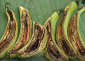 Marchitamiento bacteriano del plátano causado por la Ralstonia, una enfermedad que afecta el sistema vascular y provoca el marchitamiento progresivo de la planta.