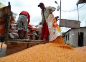 La compra de maíz que realizan las industrias en Ecuador.