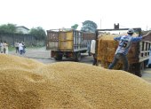 La industria de Ecuador lista para comprar la nueva cosecha de maíz.