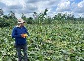 Uno de los cultivos afectados por los fuertes vientos que tumbaron las plantas de maíz, en la provincia de Los Ríos.