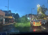 En el sector de La Mariscal, un árbol cayó sobre la vía.