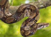 Imagen referencial de la especie de la serpiente observada desplazándose sobre los techos de la Bahía de Pedro Carbo, en Guayas.