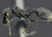 La Cephalotes sacha es una de las dos nuevas especies de hormigas tortuga descritas en Ecuador. Vive en los bosques de la Amazonía. Foto: Cortesía INABIO.