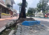 Las raíces de los árboles deterioran las aceras de Urdesa.
