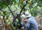 Ecuador tiene dos variedades, la nacional o cacao fino de aroma, y el CCN51.