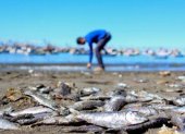 Miles de peces muertos en la orilla de la playa Los Esteros de Manta.