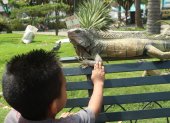 Cercanía. A muchos visitantes del parque Seminario les gusta tocar a las iguanas. Algunos, como los niños, solo replican el ejemplo que los mayores les dan. Las acarician y les halan el rabo, desconocedores del daño a estos reptiles y del peligro para ellos.