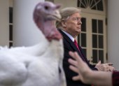 WASHINGTON, DC - NOVEMBER 26: U.S. President Donald Trump stands next to Butter, the National Thanksgiving Turkey, after giving him a presidential pardon during the traditional event in the Rose Garden of the White House November 26, 2019 in Washington, DC. The turkey pardon was made official in 1989 under former President George H.W. Bush, who was continuing an informal tradition started by President Harry Truman in 1947. Following the presidential pardon, the 47-pound turkey which was raised by farmer Wellie Jackson of Clinton, North Carolina, will reside at his new home, "Gobbler"s Rest," at Virginia Tech.   Drew Angerer/Getty Images/AFP
