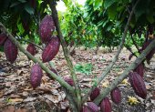 El cacao está entre los 10 productos que exporta Ecuador a Chile