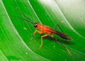 Los investigadores han nombrado a la mantis religiosa Vespamantoida wherleyi.