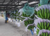 El sector bananero creció poco el 2019 y el 2020 debe cuidar el mercado ruso y protegerse del fusarium R4T.