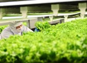 Un empleado inspeccionando lechugas que crecen en una planta que utiliza técnicas de cultivo vertical.