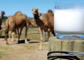 La leche de la camella tiene una mejor composición nutricional que la de la vaca.