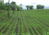 Siembra. Un agricultor trabaja en un cultivo de maíz en una hacienda ubicada en el cantón Balzar.