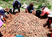 Un grupo de agricultores trabajan en la cosecha de papa.