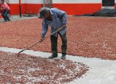 Labor. Un agricultor mueve las pepas del cacao ecuatoriano, como parte del proceso de secado al sol.