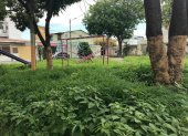 La maleza cubre gran parte de varios parques de Guayacanes.