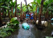 En 2019 se inundaron plantaciones.