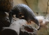 TAIPEI. Un pangolín de Formosa en el zoológico de esta ciudad. Es una especie enn peligro de extinción.