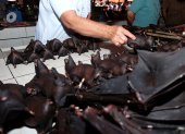 This photo taken on February 8, 2020 shows a vendor selling bats at the Tomohon Extreme Meat market on Sulawesi island, as business is booming and curious tourists keep arriving to check out exotic fare that enrages animal rights activists. - Bats, rats and snakes are still being sold at an Indonesian market known for its "extreme" wildlife offerings, despite calls to take them off the menu over fears of COVID-19 coronavirus link. (Photo by Ronny Adolof Buol / AFP)