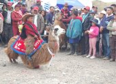 Los pequeños aprendieron a domesticar a las llamas desde que el animal tiene seis meses de edad.