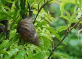 El caracol africano ataca a todas las plantas.
