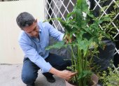 La Xanthosoma guayaquilense. Tras encontrarla cerca del botadero de Las Iguanas, Xavier Cornejo la sembró en su hogar para analizarla.