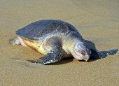 Referencial. La tortuga de especie Golfina Lepidochelis Olivaceas se encuentra en peligro de extinción.