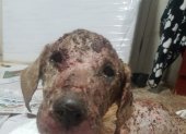 El cachorro de mirada triste fue rescatado en el sector de Mucho Lote. Su piel carecía de pelaje. Estaba en llaga viva.