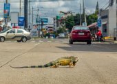 Avistamiento. Una iguana fue vista andando en la vía principal de la ciudadela La Alborada.