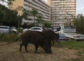 Varios jabalíes han sido observados en las calles de Francia durante el confinamiento.