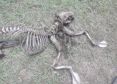 Así fue hallado el esqueleto del extraño animal