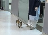 La gata entró al hospital con su cría en el hocico.