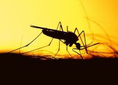 Los casos de enfermedades causadas por insectos que se alimentan de sangre, como el dengue y el zika, aumentarán en el mundo.