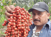 Nelson Secaira es uno de los productores de esta fruta en el recinto San José, del cantón Montalvo. Él no olvida sus raíces.