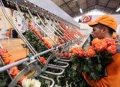 El sector florícola, fuertemente afectado por la pandemia, genera 40.000 empleos directos.