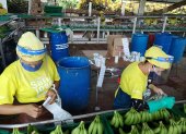 Los protocolos son indispensables en las empresas bananeras.