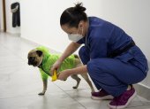 Psychologist and neuropsychologist Lucia Ledesma Torres puts protective equipment on to her dog Harley, aka El Tuerto, to prevent the spread of the new coronavirus, COVID-19, in Mexico City, on May 13, 2020. - Harley, a three-year-old Pug puppy, is part of the Psychiatry, Paidopsychiatry, Psychology and Neuropsychology service of the 20 de Noviembre National Medical Center, one of the public hospitals assigned by the government to care for patients with the new coronavirus. As a co-therapist, Harley, gives support and emotional assistance to doctors and nurses, who have already spent at least 50 days in the first line treating patients with COVID-19. (Photo by CLAUDIO CRUZ / AFP)