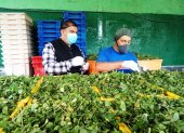 La producción de las plantas medicinales que se usan para elaborar la horchata ayuda a la economía familiar.